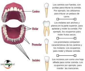 Sustituir los dientes perdidos Clínica Dental Achútegui Donostia San Sebastian